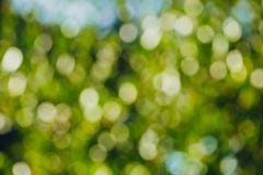 Groene bokeh uit nadrukachtergrond van aardbos stock afbeeldingen Groene bokeh uit nadrukachtergrond van aardbos stock afbeeldingen