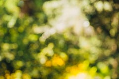 Groene bokeh uit nadrukachtergrond van aardbos royalty-vrije stock foto Groene bokeh uit nadrukachtergrond van aardbos royalty-vrije stock foto