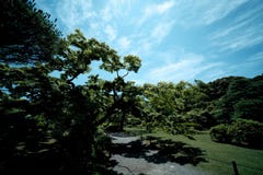 Groene bomen in parken en blauwe hemel royalty-vrije stock afbeeldingen Groene bomen in parken en blauwe hemel royalty-vrije stock afbeeldingen