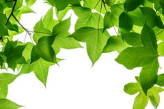 Groene boombladeren op de witte achtergrond Royalty-vrije Stock Afbeeldingen Groene boombladeren op de witte achtergrond Royalty-vrije Stock Afbeeldingen