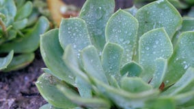 Groene Cactus Cactus in regendruppels stock video Groene Cactus Cactus in regendruppels stock video