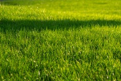 Groene decoratieve tuin Neutraal landschap met een groen gebied flowering boom stock afbeeldingen Groene decoratieve tuin Neutraal landschap met een groen gebied flowering boom stock afbeeldingen