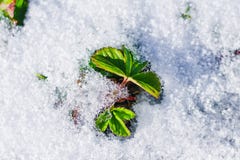 Groene die bladeren van aardbei met de eerste witte sneeuw worden behandeld stock afbeeldingen Groene die bladeren van aardbei met de eerste witte sneeuw worden behandeld stock afbeeldingen