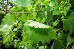 Groene druiven en bladeren op de achtergrond van het wijnstokkader stock foto Groene druiven en bladeren op de achtergrond van het wijnstokkader stock foto