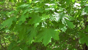 Groene esdoornbladeren die op de windachtergrond golven stock footage Groene esdoornbladeren die op de windachtergrond golven stock footage