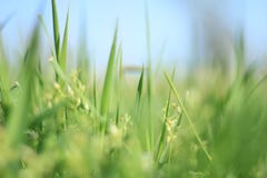 Groene grasachtergrond stock afbeeldingen Groene grasachtergrond stock afbeeldingen