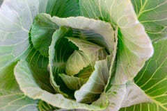 Groene koolpalmen in de tuin stock fotografie Groene koolpalmen in de tuin stock fotografie