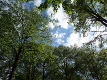 Groene kronen van bomen tegen de hemel en de wolken royalty-vrije stock foto's Groene kronen van bomen tegen de hemel en de wolken royalty-vrije stock foto's