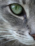 Groene Omhooggaand van het Oog van de Kat Macro Dichte Royalty-vrije Stock Foto's Groene Omhooggaand van het Oog van de Kat Macro Dichte Royalty-vrije Stock Foto's
