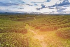 Groene theeaanplanting over hoge heuvel Royalty-vrije Stock Afbeelding Groene theeaanplanting over hoge heuvel Royalty-vrije Stock Afbeelding