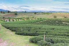 Groene theeaanplanting over hoge heuvel Stock Fotografie Groene theeaanplanting over hoge heuvel Stock Fotografie