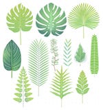 Groene tropische bladeren geplaatst vectorillustraties stock illustratie Groene tropische bladeren geplaatst vectorillustraties stock illustratie