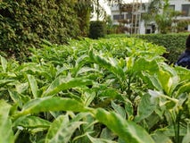 Groene Tuin Bush royalty-vrije stock foto Groene Tuin Bush royalty-vrije stock foto