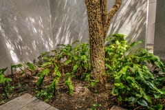 Groene tuin en cementmuur stock fotografie Groene tuin en cementmuur stock fotografie