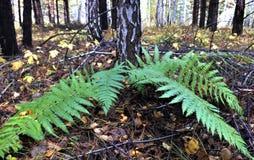 Groene varen in het de herfstbos royalty-vrije stock afbeelding Groene varen in het de herfstbos royalty-vrije stock afbeelding