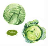 Groene verse die kool op de witte achtergrond wordt geïsoleerd Stock Foto's Groene verse die kool op de witte achtergrond wordt geïsoleerd Stock Foto's
