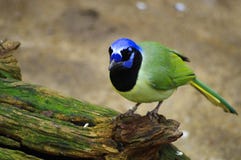 Groene Vlaamse gaai die op een logboek neerstrijken royalty-vrije stock foto Groene Vlaamse gaai die op een logboek neerstrijken royalty-vrije stock foto