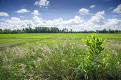 Groene weide onder blauwe hemel met wolken Stock Fotografie Groene weide onder blauwe hemel met wolken Stock Fotografie