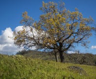 Groene weiden op bergen met eiken bomen stock afbeelding Groene weiden op bergen met eiken bomen stock afbeelding