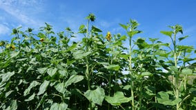 Groene zonnebloemknoppen tegen blauwe hemel, mening van bodem royalty-vrije stock afbeeldingen Groene zonnebloemknoppen tegen blauwe hemel, mening van bodem royalty-vrije stock afbeeldingen