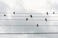 Groep kleine vogels op elektrische draden enkel zoals een muziekscore, in Joaquina Beach, Florianopolis, Brazilië royalty-vrije stock afbeeldingen Groep kleine vogels op elektrische draden enkel zoals een muziekscore, in Joaquina Beach, Florianopolis, Brazilië royalty-vrije stock afbeeldingen