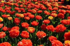 Groep Rose Tulips, Vele Bloemen stock fotografie Groep Rose Tulips, Vele Bloemen stock fotografie