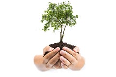 Grond in handen, Handen vuil met klei met boom op witte achtergrond stock fotografie Grond in handen, Handen vuil met klei met boom op witte achtergrond stock fotografie