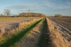 Grondweg met gras door geploegde gebieden, bomen zonder bladeren en wolken op een blauwe hemel wordt behandeld die stock afbeelding Grondweg met gras door geploegde gebieden, bomen zonder bladeren en wolken op een blauwe hemel wordt behandeld die stock afbeelding