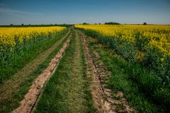 Grondweg op geel bloemgebied met zon, mooi de lentelandschap, heldere zonnige dag, raapzaad stock afbeelding Grondweg op geel bloemgebied met zon, mooi de lentelandschap, heldere zonnige dag, raapzaad stock afbeelding