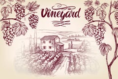 Gronowy winograd, winnica, winogrono, kaligrafia teksta ręki rysujący wektorowy ilustracyjny realistyczny nakreślenie Zdjęcia Stock Gronowy winograd, winnica, winogrono, kaligrafia teksta ręki rysujący wektorowy ilustracyjny realistyczny nakreślenie Zdjęcia Stock