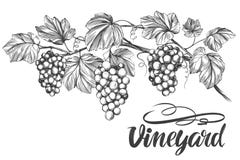 Gronowy winograd, winogrono, kaligrafia teksta ręki rysujący wektorowy ilustracyjny realistyczny nakreślenie Obraz Stock Gronowy winograd, winogrono, kaligrafia teksta ręki rysujący wektorowy ilustracyjny realistyczny nakreślenie Obraz Stock