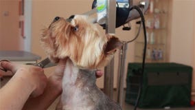 Groomer che usando i tagli d'assottigliamento per tagliare capelli dalla museruola dell'Yorkshire terrier archivi video Groomer che usando i tagli d'assottigliamento per tagliare capelli dalla museruola dell'Yorkshire terrier archivi video