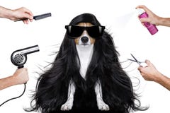 Grooming Dog At The Hairdressers Stock Photography