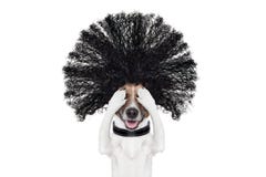 Grooming Dog At The Hairdressers Stock Image