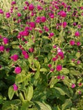 Groot-doorbladerde greens met frambozenbloemen op hoge stammen Zeer mooi stock afbeelding Groot-doorbladerde greens met frambozenbloemen op hoge stammen Zeer mooi stock afbeelding
