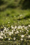 groot gebied van witte anemoonbloemen in de lente stock foto's groot gebied van witte anemoonbloemen in de lente stock foto's