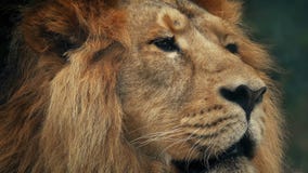 Groot Lion Looking Around Portrait Groot Lion Looking Around Portrait