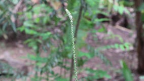 Gros Plan D'une Inflorescence D'une Fleur D'ivraie Piquante Se Déplaçant  Lentement Clips Vidéos - Vidéo du fermer, normal: 215176849