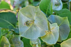 Grote groene bloem van kamperfoelieclose-up in tuin stock afbeeldingen Grote groene bloem van kamperfoelieclose-up in tuin stock afbeeldingen