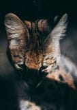 Grote katten hoofddierentuin royalty-vrije stock afbeeldingen Grote katten hoofddierentuin royalty-vrije stock afbeeldingen
