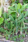 Grote Konijntjesoren, stipcactus of Vijgencactus microdasys royalty-vrije stock afbeeldingen Grote Konijntjesoren, stipcactus of Vijgencactus microdasys royalty-vrije stock afbeeldingen