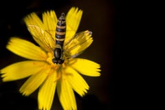 Grote Langlijf, lang hoverfly, Sphaerophoria-scripta stockbild Grote Langlijf, lang hoverfly, Sphaerophoria-scripta stockbild