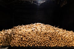 Grote stapel van maïskolven in de zeer donkere zolder van een traditioneel hmonghuis in de Provincie van Ha Giang, Noordelijk Vie stock afbeelding Grote stapel van maïskolven in de zeer donkere zolder van een traditioneel hmonghuis in de Provincie van Ha Giang, Noordelijk Vie stock afbeelding