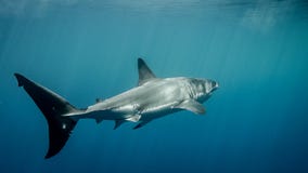 Grote witte haai staartvin onder zonstralen in de blauwe oceaan stock foto Grote witte haai staartvin onder zonstralen in de blauwe oceaan stock foto