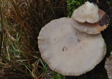 Grote witte paddestoel - het UK stock foto Grote witte paddestoel - het UK stock foto