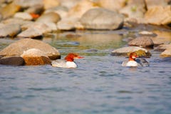 Grote zaagbek, Mergus-zaagbek, het Nationale Park van Nameri, Assam stock fotografie Grote zaagbek, Mergus-zaagbek, het Nationale Park van Nameri, Assam stock fotografie