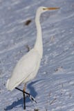 Grote Zilverreiger, grande egretta, ardea alba fotografia stock libera da diritti Grote Zilverreiger, grande egretta, ardea alba fotografia stock libera da diritti