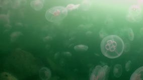 Grotere kwallen in de groene wateren van het overzees stock footage Grotere kwallen in de groene wateren van het overzees stock footage