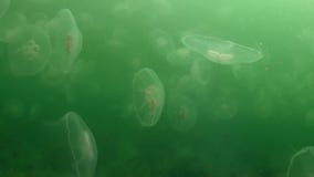 Grotere kwallen in de groene wateren van het overzees stock videobeelden Grotere kwallen in de groene wateren van het overzees stock videobeelden