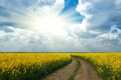 Ground road in yellow flower field with sun, beautiful spring landscape, bright sunny day, rapeseed